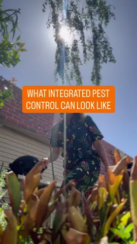 🌱🐜 Natural Pest Control in Action!🐝🌿 Today, instead of reaching for insecticides, I’m releasing parasitic wasps in my garden to manage aphids naturally. These tiny wasps are specialized predators: they lay their eggs inside aphids, and the larvae feed on the aphid from the inside. Over about 1–2 weeks, the aphid dies and becomes a “mummy”, a hardened, often golden-brown or tan shell that stays attached to the plant. ✨ How to identify mummies: • Swollen or discolored aphids • Hard or dry texture • Usually stuck in place on leaves or stems 💡 Gardening tip: If you see aphids, check first for mummies, your garden might already have natural pest control at work.  🌿 why it’s important to think before spraying: • Many aphid species are resistant to insecticides • Insecticides can harm beneficial insects and disrupt your garden’s ecosystem Parasitoids provide a targeted, eco-friendly, and sustainable solution. There are also other beneficials such as lacewing larvae and ladybugs. 🐞  By releasing beneficials you’re boosting your garden’s own clean-up crew. Keep an eye on your plants, spot those mummies, and let nature do the work! 💚🐝 #nosprayspring #beneficalinsects #parasiticwasps #ecosystems #EcoFriendly         