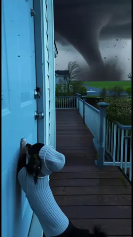 Sora 2, sora, sora ai , tornado, viral video, trending video, dog, cute puppy #sora #fyp #foryou #dog #viral 