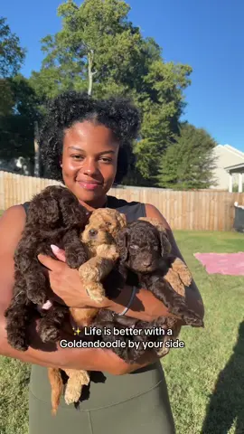 ✨ Life is better with a Goldendoodle by your side #goldendoodles #goldendoodlesoftiktok #charlottenc #goldendoodle #doodlesoftiktok 