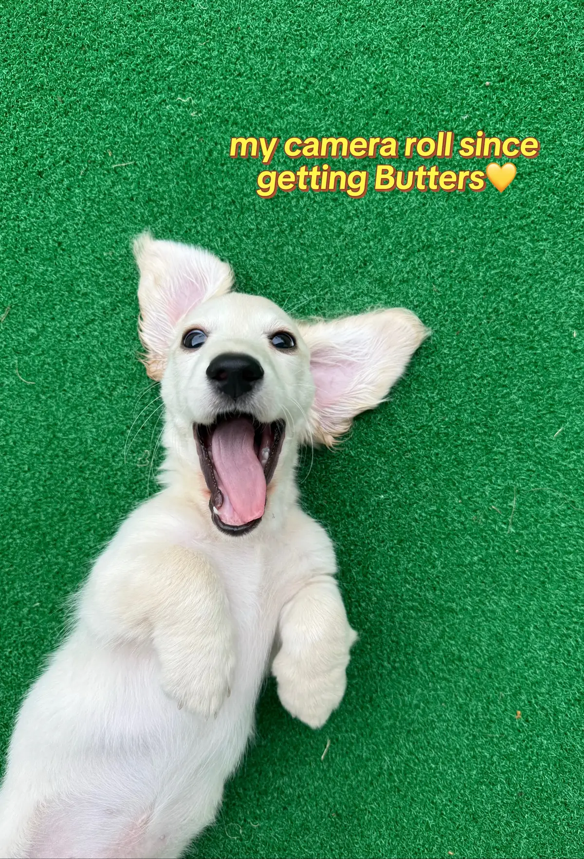 #minidachshund #minidachshundpuppy #puppy #englishcreamdachshund #dogsoftiktok 