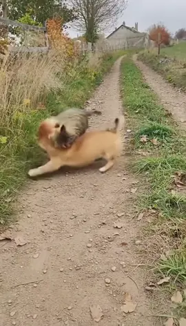 Dog vs Cat — Who Will Win the Standoff? #Dogs #Cats #CatDogBattle