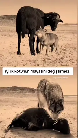 nankörlük hiç bukadar güzel anlatilmamistir #nankorluk #viral.video anlamli