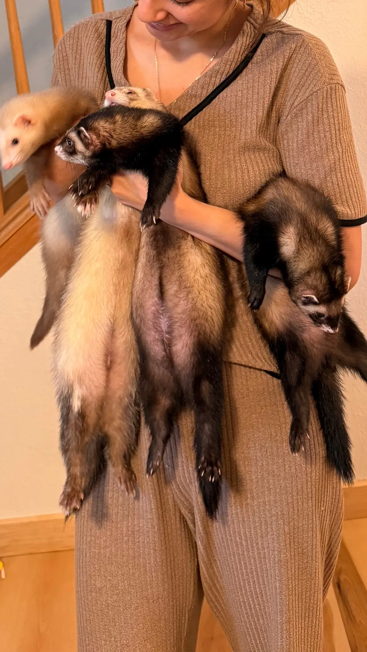 Life with four ferrets is pure chaos disguised in cuteness. 🐾 They’re the tiniest troublemakers with the biggest personalities — always stealing socks, hiding under blankets, or running around like they own the place. It’s impossible not to laugh when they team up to cause mischief (and yes, they absolutely do it on purpose). 😅 They’re adorable, clever, and endlessly curious… but also stubborn, dramatic, and totally convinced that “no” means “try again.” Every day is a mix of chasing them around, rescuing my stuff from their secret stash spots, and wondering why I thought one ferret wasn’t enough — and then somehow ended up with four. 😂 But then comes that peaceful moment when all of them finally fall asleep — curled up together, looking like little angels — and suddenly, I forget all the chaos. That’s when I remember why I love them so much. 💤💗 Because as crazy as they drive me, life wouldn’t be half as funny (or as full of love) without them. 🦦✨ #ferret #pet #washington #cute #animals 