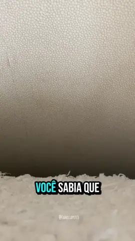 🐾 Síndrome do Gatinho Único 🐾 Você sabia que criar um gatinho sozinho pode afetar o comportamento dele? 😿 Muitos michis que crescem sem irmãos acabam mais ansiosos, mordem forte ou se sentem sozinhos. A boa notícia? Adotar dois é o segredo pra felicidade dupla! 💕 Mais amor, mais brincadeiras e o dobro de patinhas rosas 🐾✨ #CapCut #gatos #felinos #pets #gatitos  @Família Pets  @Família Pets  @Família Pets 