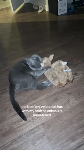 distracting her with this one so she stops attacking my favorite one 🥲 #velcrocat #russianblue