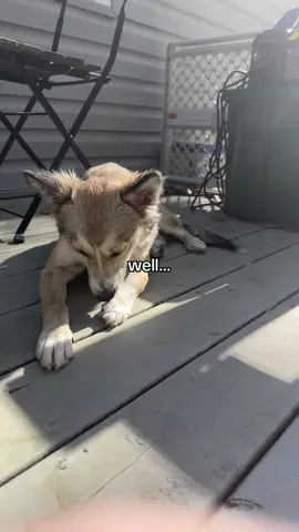 I’ve posted to so many lost dog groups and done all I can do. Now we hope and pray she has people looking for her because I REALLY can’t afford a third dog right now but ugh my gut is telling me this is meant to be 😭 and she’s stolen our hearts completely