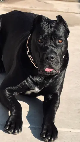 #canecorso #psi700 