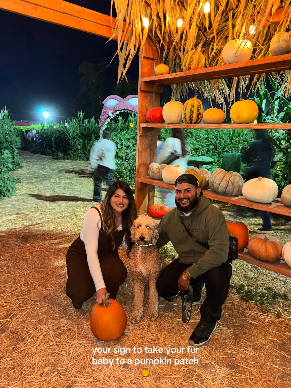 Had the cutest time at @Frosty’s Forest Pumpkin Patch #goldendoodle 