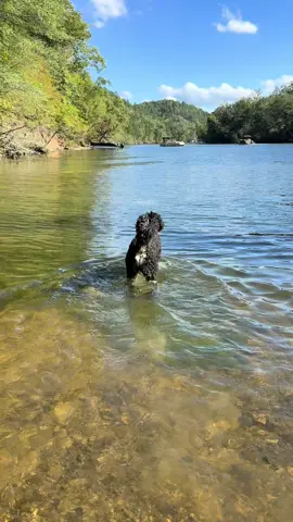 There was a snake in there somewhere 😂#doglife #dogtok #dogsoftiktok #sillydog 