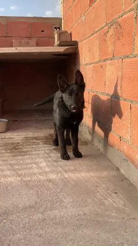 #كلاب #malinois #💛🖤 #❤️🐕‍🦺 #mlindonesia  @Ayme'n 