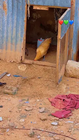 #senegalaise_tik_tok🇸🇳 #france🇫🇷 #italy🇮🇹 #estadosunidos🇺🇸 #canada_life🇨🇦 