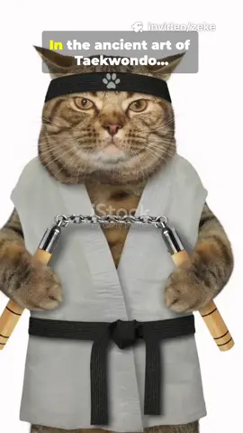 Meet Mr. Whiskers😺🥋| Sleeping tiger stance🐯💤#fypシ゚  #poomsae #tkd #tkdsparring #fyppppppppppppppppppppppp 