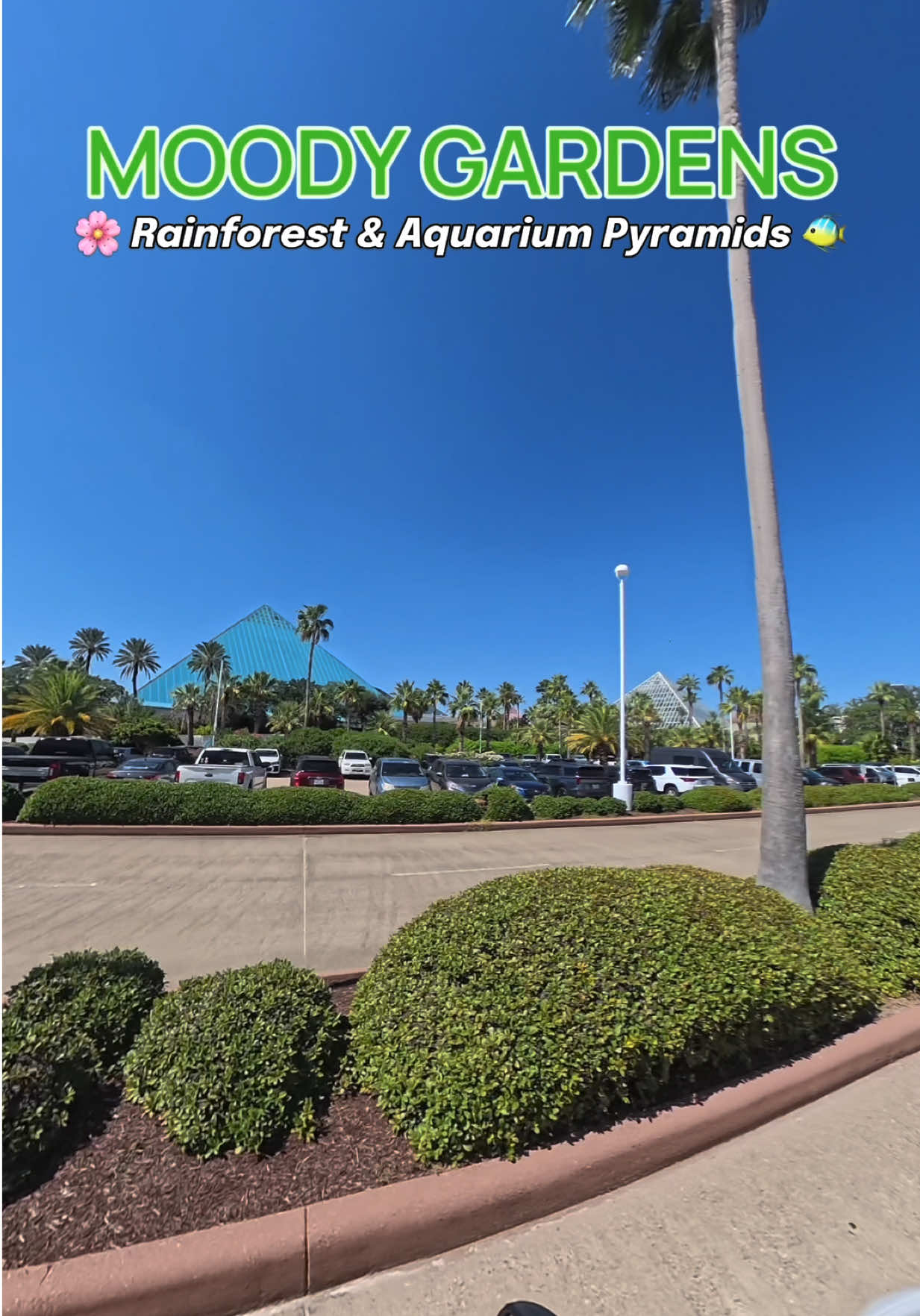 You’ve probably seen the pyramids from the causeway, but have you actually gone inside? 👀🐧 You could spend all day checking out the Rainforest, the Aquarium, and even the museum exhibits. 🐠 It’s a whole different world at @Moody Gardens 🌴 Get tickets online and save! #Galveston #Galvestontx #Aquarium #Rainforest #FamilyFriendly