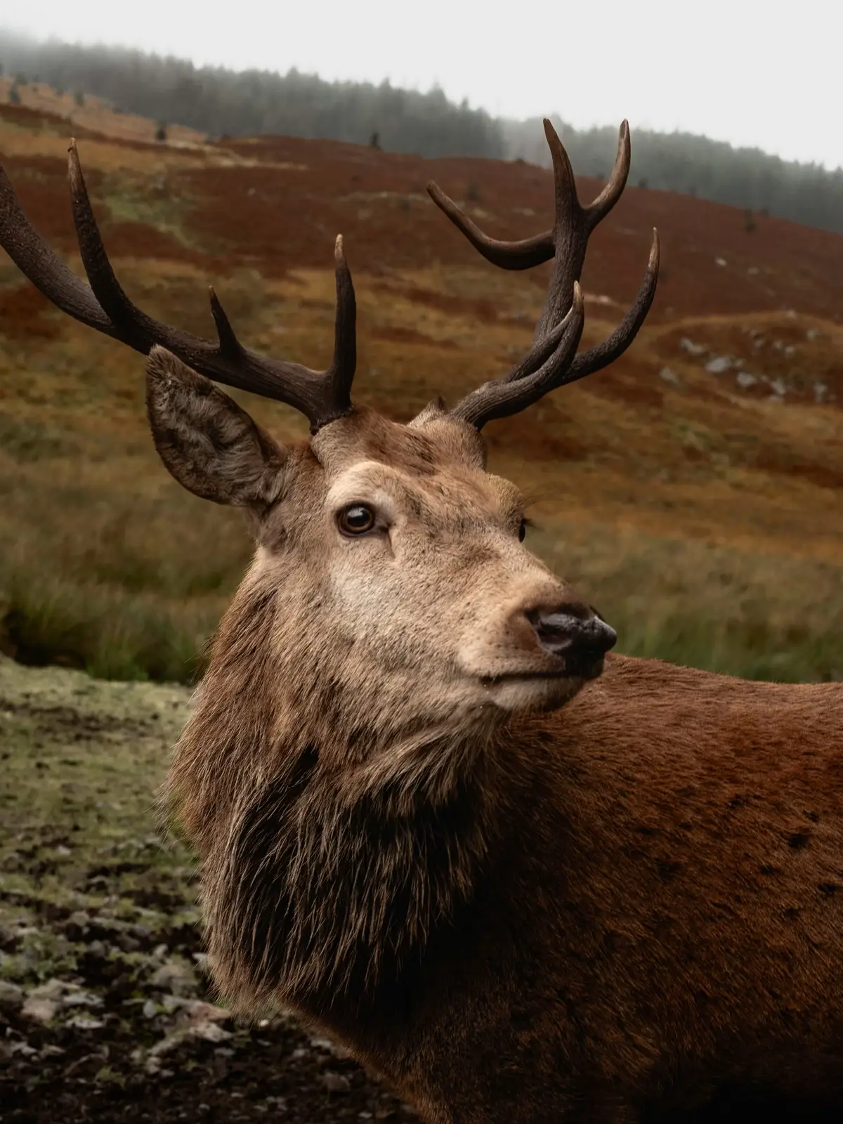 The beauty of Scotland wilderness 🦌 #Scotland #ScottishHighlands #Highlands #Deer #ScotlandTikTok 📷 Jacob Christopher Peatfield