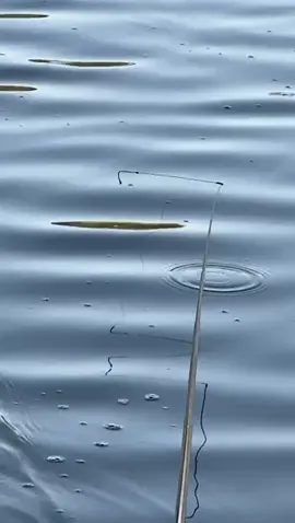👏👏👏👏👏🐟#diaria #pescadores #pesqueiro #viral #tiktok 