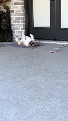 When you need to scratch your back but you are a dog. #fyp #dogsoftiktok #stitch #frenchie #goofy 