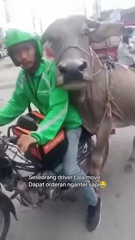 Seorang Driver Lala Move Mendapatkan orderan membawa sapi😂🤣 #videolucungakak #videlucu #lalamove #mogarame #viral 