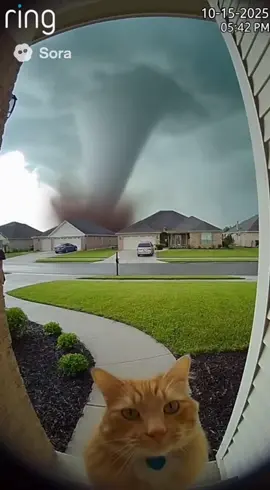 Oh noo kitty got stuck into the tornado and is super cool