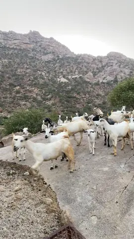 #اكسبلور #الباحه_الجنوب #مكاشيت 