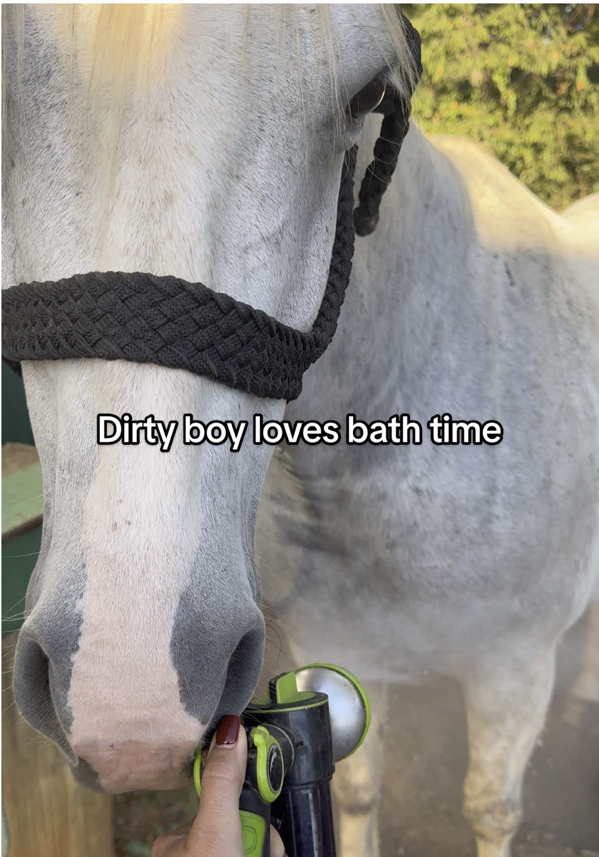 Bath time is a regular thing with this guy who loves to get dirty. This hose attachment is the best thing I’ve purchased from #tiktokshop #horses #horsegirl #asmr #bath #fyp 