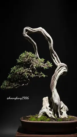 Dáng văn nhân - Bunjin - Literati #bonsai #bunjin #bonsailife #bonsaiart #bonsaiworld 
