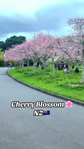 Cherry Blossom 🌸 season in Auckland New Zealand 🇳🇿 #newzealandtiktok 
