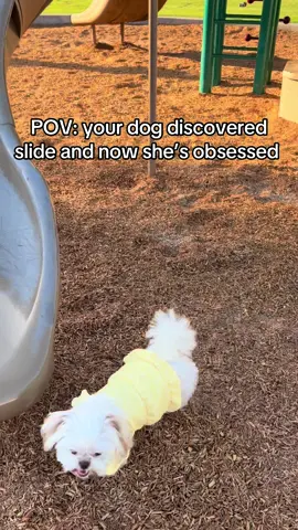 Bongie showing the kids how it’s done 😤 #shihtzusoftiktok #fypシ゚viral #fyp #dog #cute 