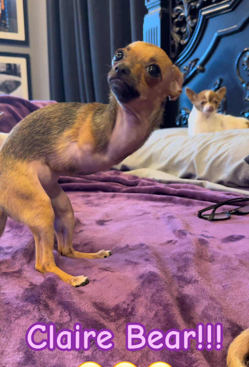 You get a little bit of everything out of Claire in this one. You get some pixie battling, glasses stealing, camera attacking rolling over fun. All to the beat of her favorite anthem. Yes that’s right, you know the one!😂😂😂 Bglws.Com Use code holiday 25 a checkout for 10% off all CBD and health products till the end of the year.