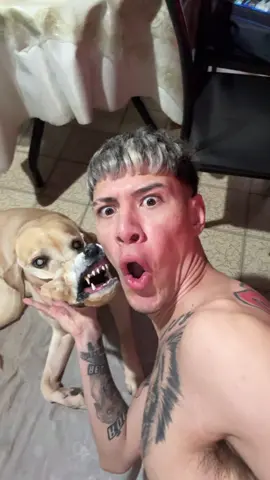 EL VIEJO ROCKY 👴🏻🐶 RAPEA O NO RAPEA? 🫣😂🎤 • • • • • • • • • • #rap #music #mask #dogsofttiktok #fyp