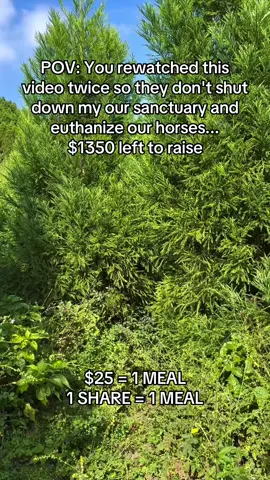 Every kind comment would mean a world to me #horsesoftiktok #equine #horses #fyp #HorseRescue 