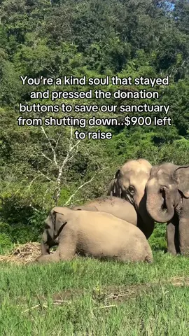You’re a kind soul that stayed and pressed the donation buttons to save our sanctuary from shutting down..$900 left to raise #fyp #viral #viral_video #sanctuary #newyork 