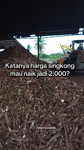 Menko bidang pangan, pak Zulkifli Hasan.  Gimana nih tanggapan masyarakat?  #etanol  #singkonglampung  #lampung #lampungtimur #hargasingkong 