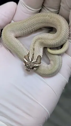Arctic superconda hognose #hognose #fyp #hognosesnake 