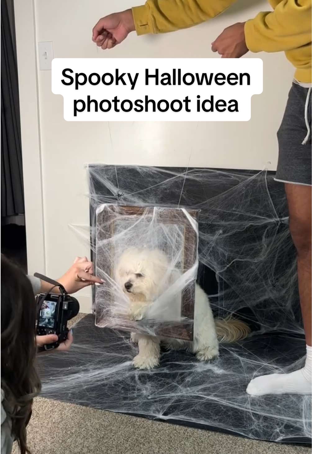 ‼️Jumpscare warning‼️  This might be our cutest photo shoot yet 😍 #maltipoo #dogphotography #photoshoot #dogsoftiktok #cutedog 