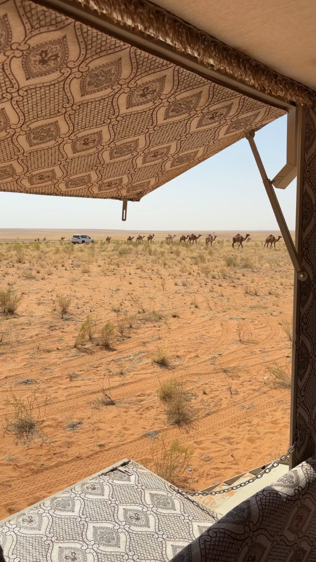 #المكازيات #ابن_مكازي #المطيري #الديحانيّ #القبيع 