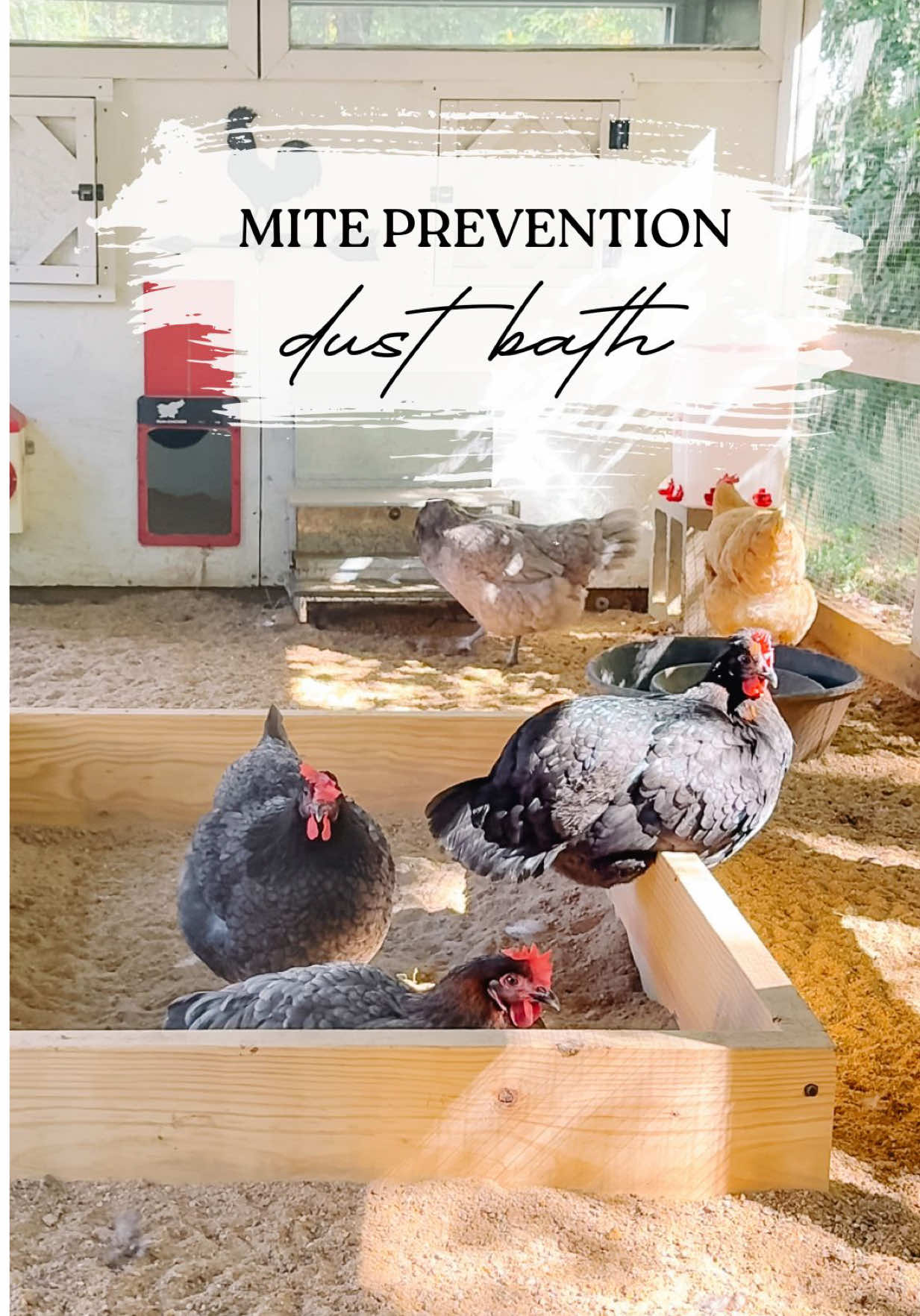 🛁🐓 A good dust bath is one of the best ways to prevent red mites naturally. It helps chickens keep their feathers clean, their skin healthy, and those pesky mites away. We just had red mites show up in our coop (yep — it happens to the best of us), and I shared a video last week on how to treat an infestation. Now I’m showing you the best way to prevent them from ever getting in your coop in the first place! Some chicken keepers go years — even a lifetime — without ever seeing these mites. Prevention is key, and knowing exactly how to act when those little buggers show up is crucial. Here’s to a mite-free coop and healthy chickens.  I hope this helps you on your chicken keeping journey! ✨ #backyardchickens #dustbath #chickencare #chickenkeeping #miteprevention 