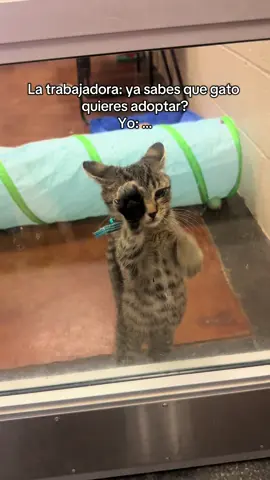 #adoption #adopcion #cat #cutecat 