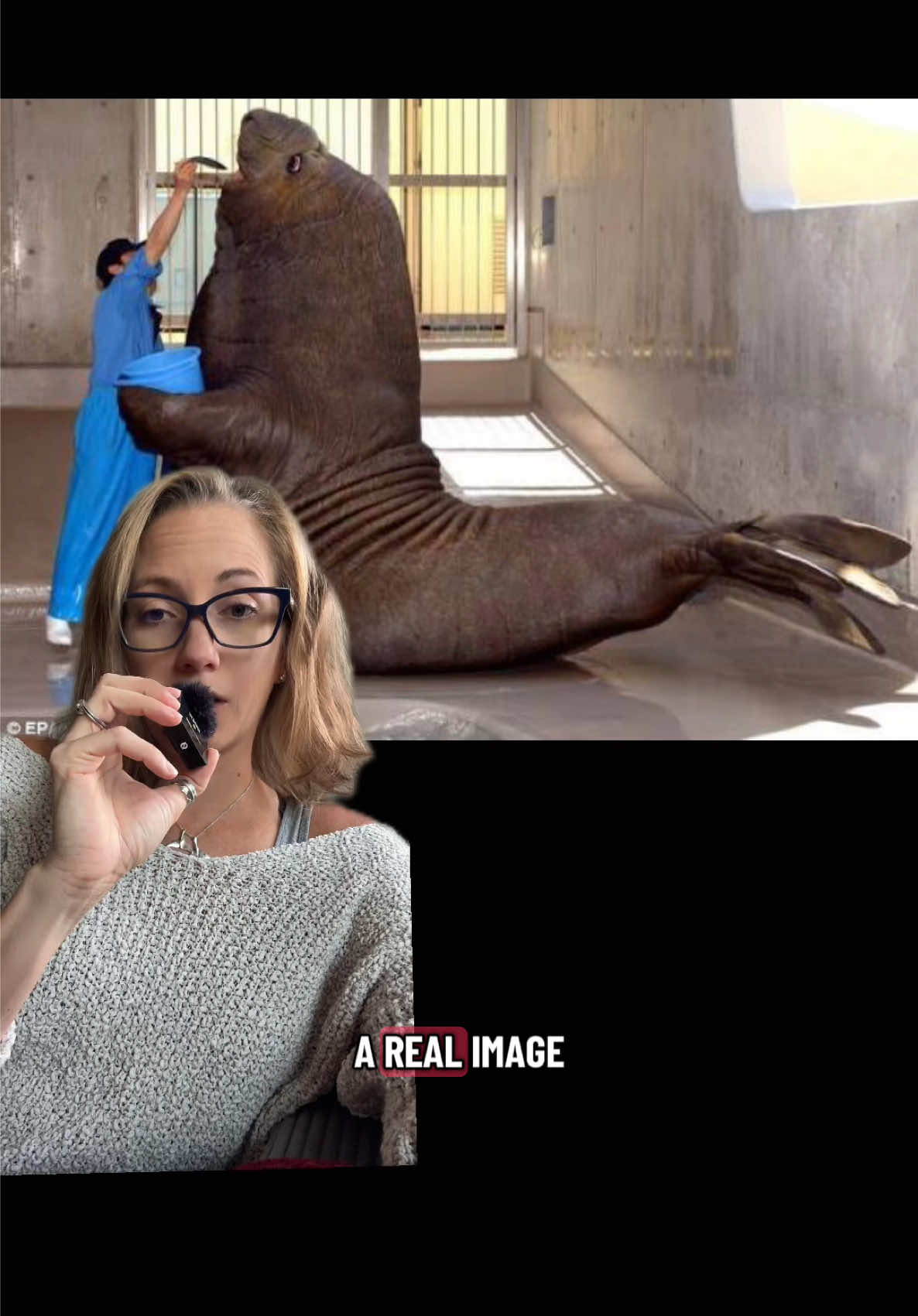 The spiral right before bedtime is so relatable #elephantseal #marinebiology #Science #greenscreen #greenscreenvideo 