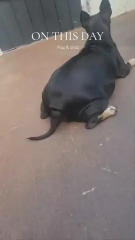 #chihuahuastiktok #foryoupage #PetsOfTikTok #dogmom 