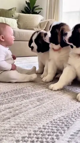 Oh my goodness, isn't this amazing? The dog and baby talking special effect can be done with just one photo, and this special effect is really fun. The template in the lower left corner is ready, go and try it! #capcut #capcutforus #capcutpioneer #effec