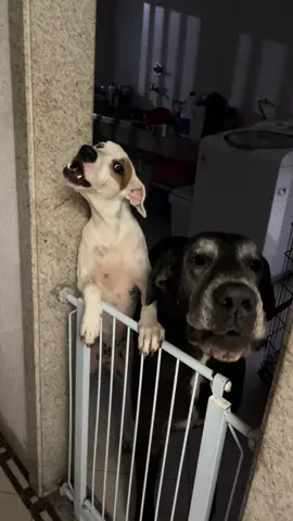 Me dá logo o papazinho mãe! Kkkkk Eles jantam as 18 horas, mas hoje eu atrasei só 7 minutos e já foi o suficiente pra eu tomar uma bronca kkkkk #viral #foryou #cachorros #doguealemao #viralata 