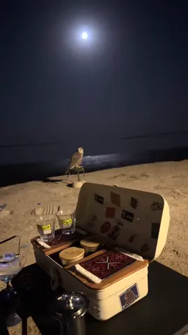 #شيبوب 
