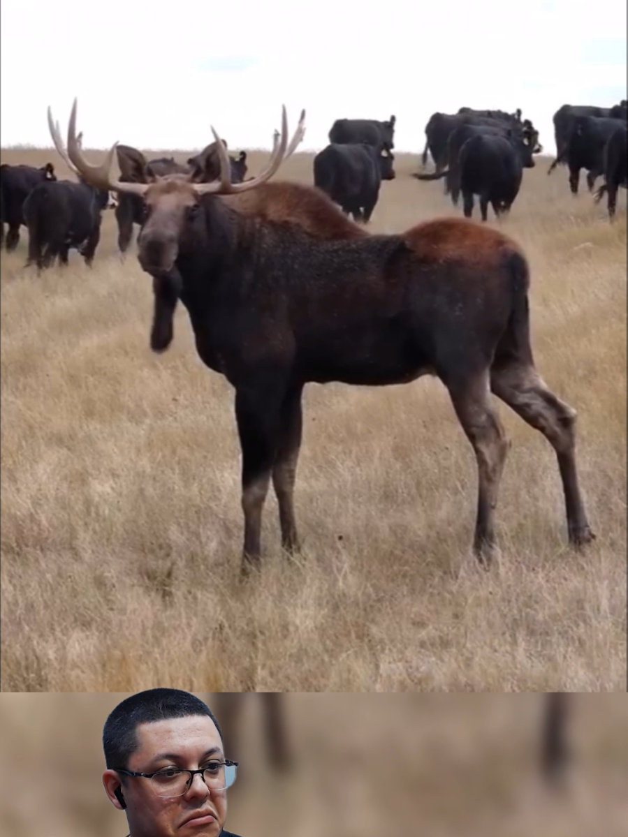 O tamanho absurdo do alce!!! #alce #planetaferoz #moose 