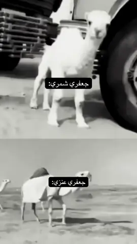 #fyppppppppppppppppppppppp #عنزه_حكام_الجزيره #شمر_الغلباء #ولدسليمان #fyypppppppppppppppppp 
