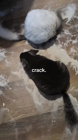 he got too excited #chinchilla #chinchillas 