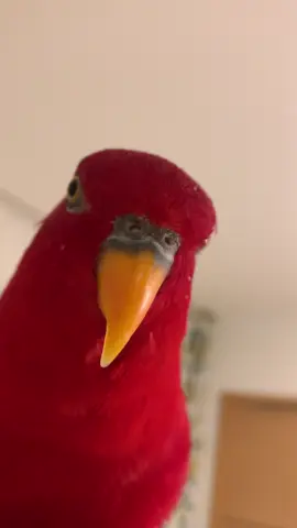 wuewuewuewue 🍅wuewuewuewuewue🍅 #redbirb 