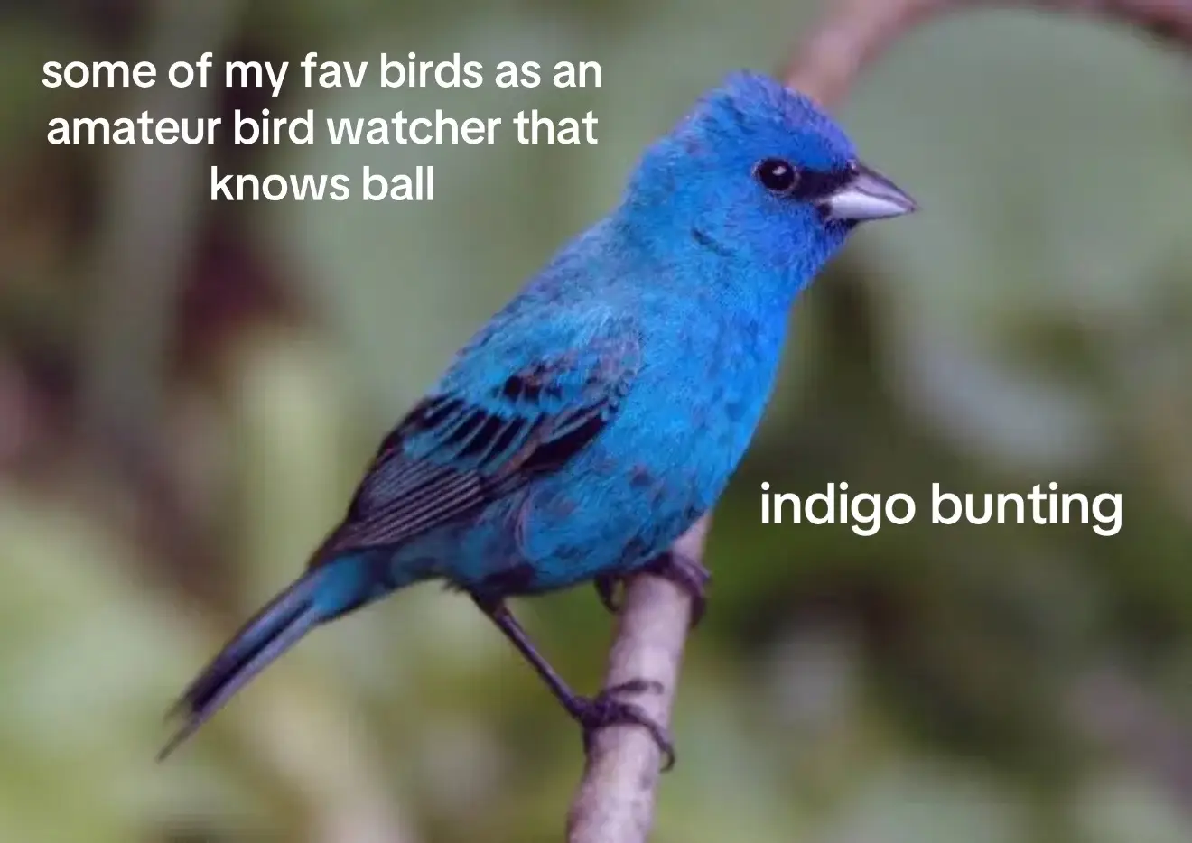 i <3 birds