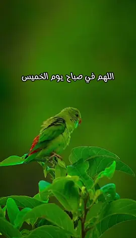 دعاء الصباح يوم الخميس اللهم إني أسألك الثبات في الأمر  وأسألك العزيمة على الرشد وأسألك شكر نعمتك وحسن عبادتك  وأسألك قلبا سليما ولسانا صادقا وأسألك من خير ما تعلم وأعوذ بك من شر ما تعلم وأستغفرك لما تعلم، إنك أنت علام الغيوب #صباحكم_أحلى_صباح #صباحكم_معطر_بذكر_الله #صباح_الورد #صباح_الخير #صبحكم_الله_بالايمان_وطاعة_الرحمن 