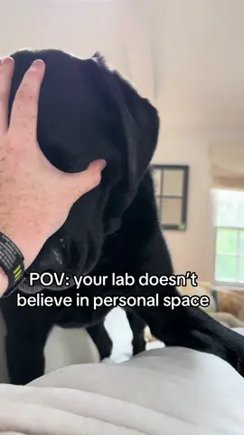 I’ve mastered the head block (she gets plenty of kisses) #blacklab #dogsoftiktok 
