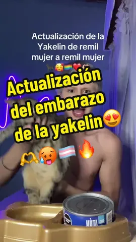 #gatos #humor 